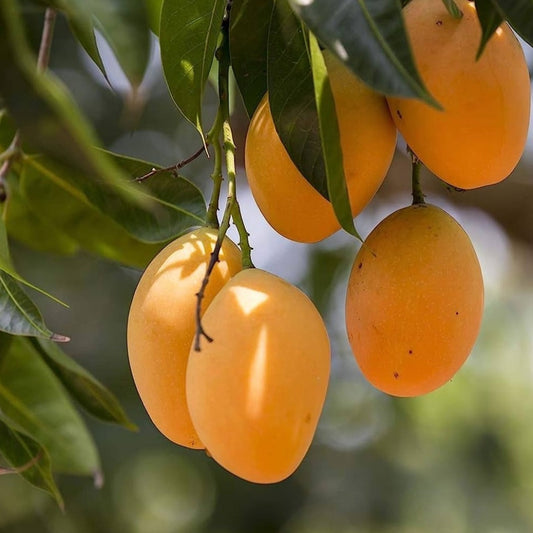 Alphonso – The King of Mangoes! 🥭👑